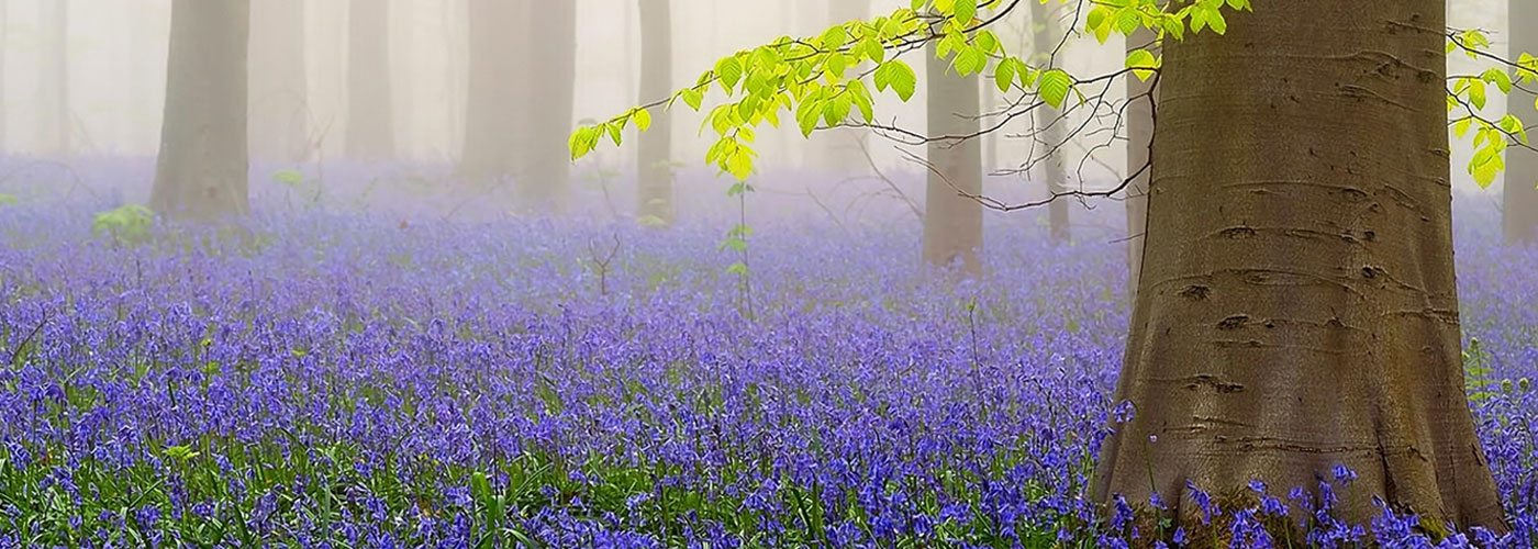 Derecho Tributario y Fiscal